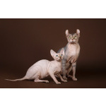 Лунные котята-Эльф, бамбино, Двэльф, канадский сфинкс.