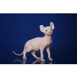 Лунные котята-Эльф, бамбино, Двэльф, канадский сфинкс.