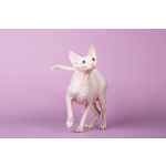 Лунные котята-Эльф, бамбино, Двэльф, канадский сфинкс.