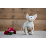 Лунные котята-Эльф, бамбино, Двэльф, канадский сфинкс.