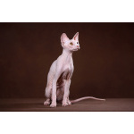 Лунные котята-Эльф, бамбино, Двэльф, канадский сфинкс.