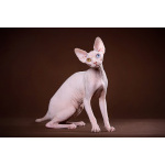 Лунные котята-Эльф, бамбино, Двэльф, канадский сфинкс.