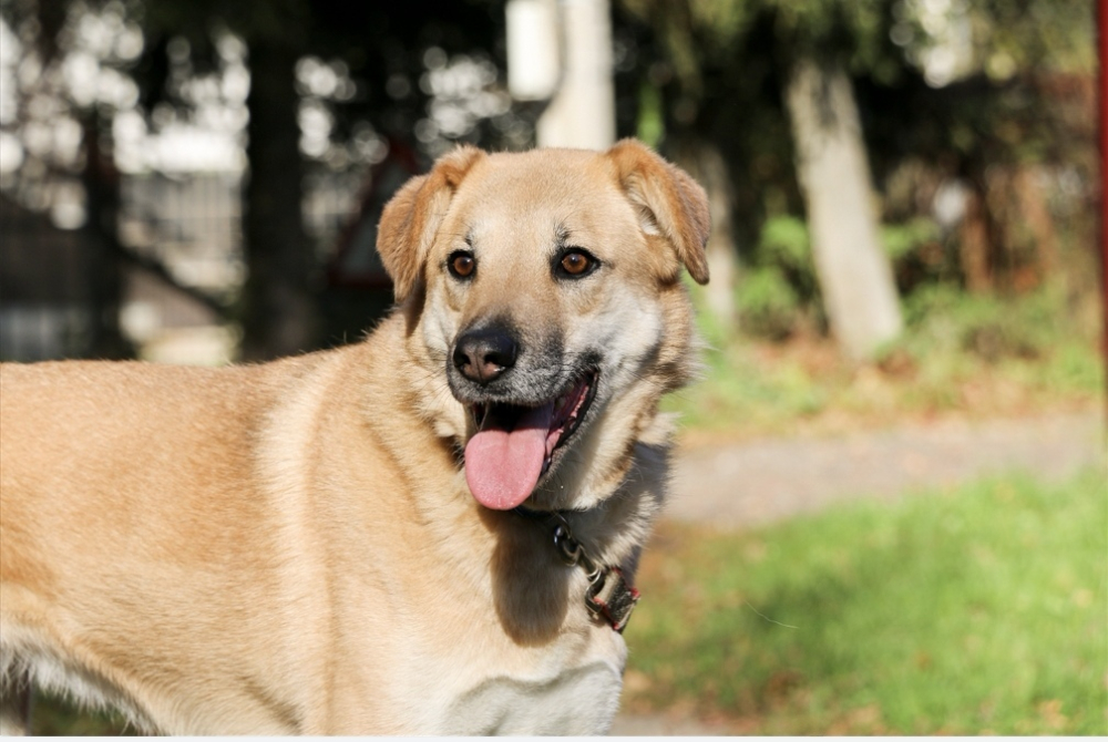 Чудесная Барабулька ищет дом и любящую семью!