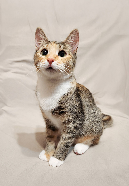 Котенок девочка трехцветная, 4 месяца, ищет дом.