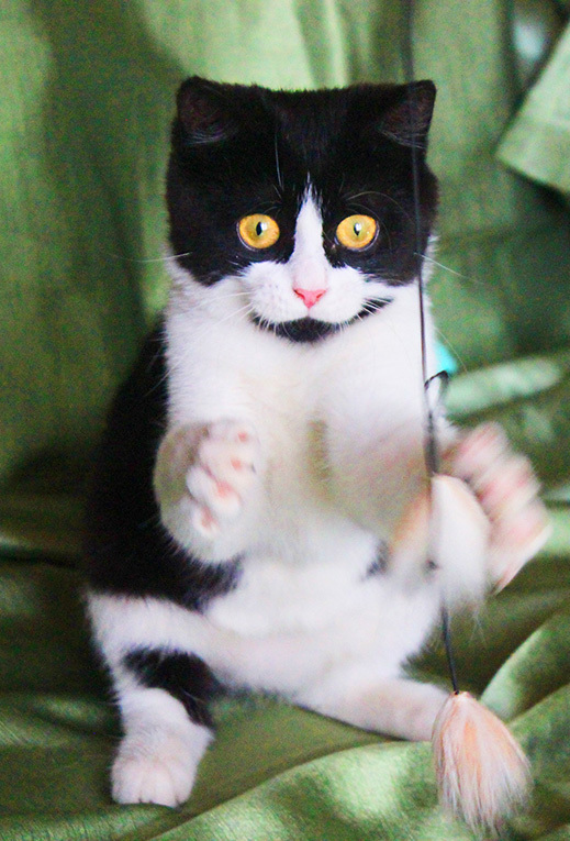 Котёнок Паня с круглой мордочкой в добрые руки