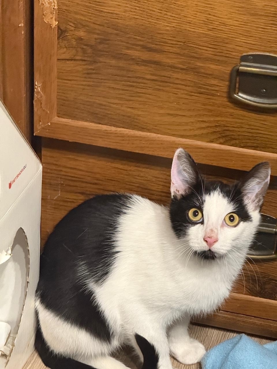 Котик Мишенька ищет дом!