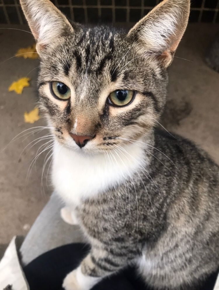 Кнопа и Кренделек ищут дом!