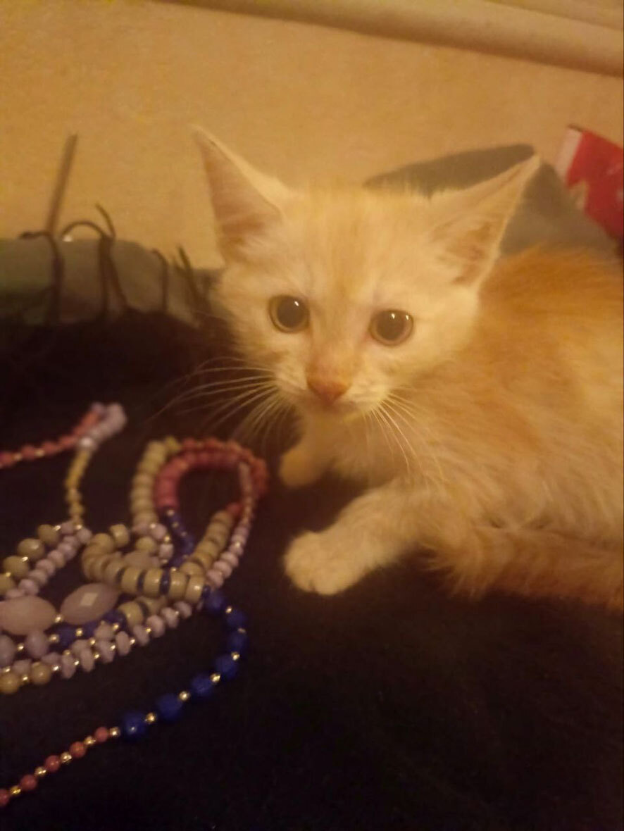 Котенок Персик станет лучшим другом.