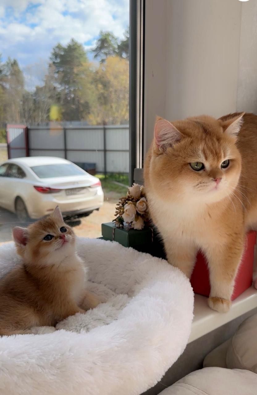 Британские котята