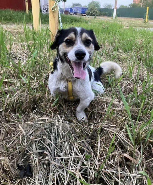 Коротколапик Рони - метис джек рассела ищет дом!