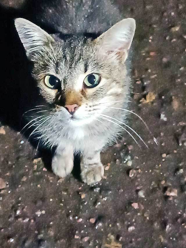 Маленькое сердце, брошенное на дачах, ищет дом