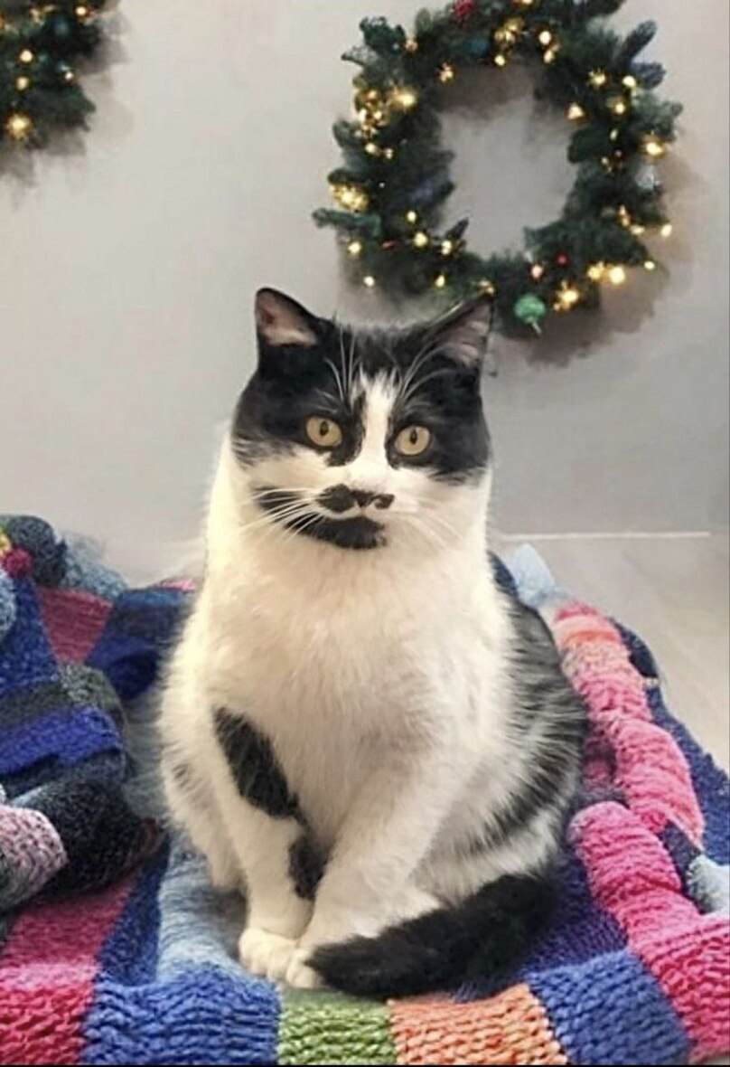 Кошечка Буся в ожидании добрых хозяев!