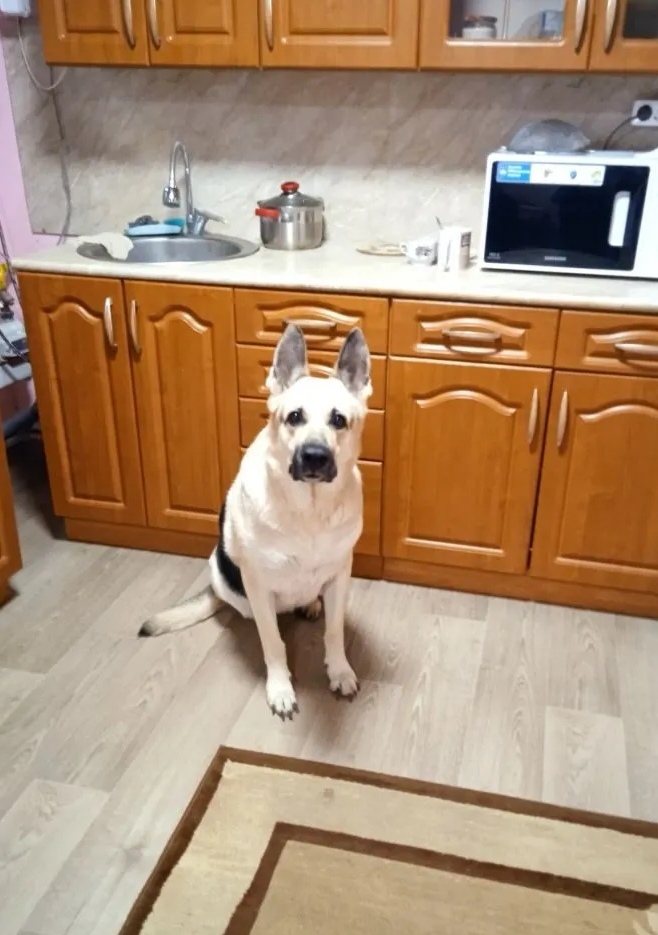 Хэри ищет новый дом