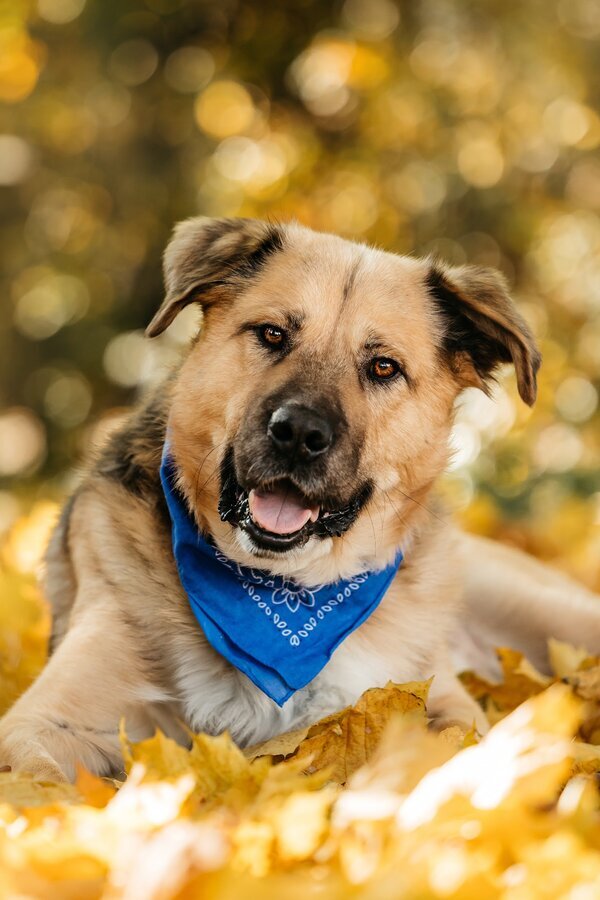 Познакомьтесь с Дынькой — мягким гигантом с сердцем, полным добра.