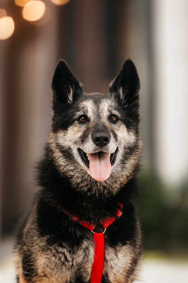 Крис — собака с огромным сердцем и тихой надеждой.
