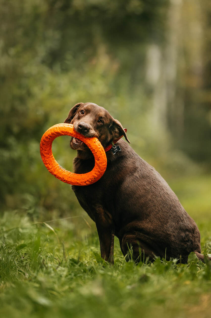 Метис лабрадора Валико ищет дом.
