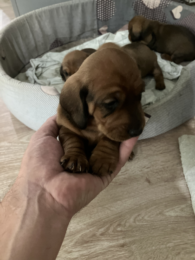 Щенки таксы