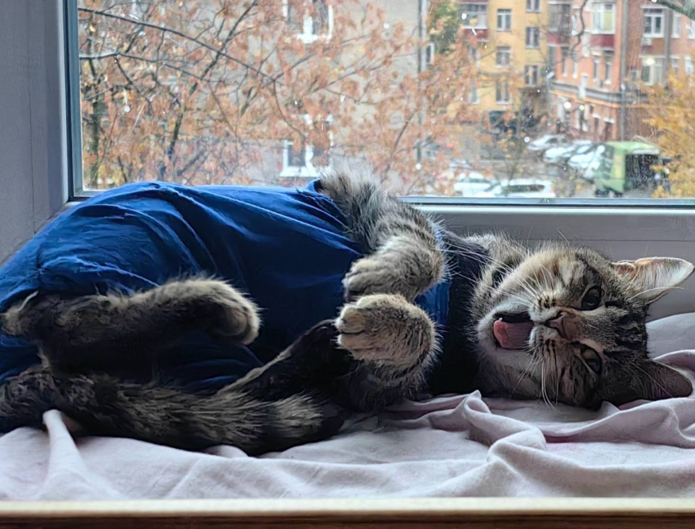 Кошечка Пружинка в добрые руки.