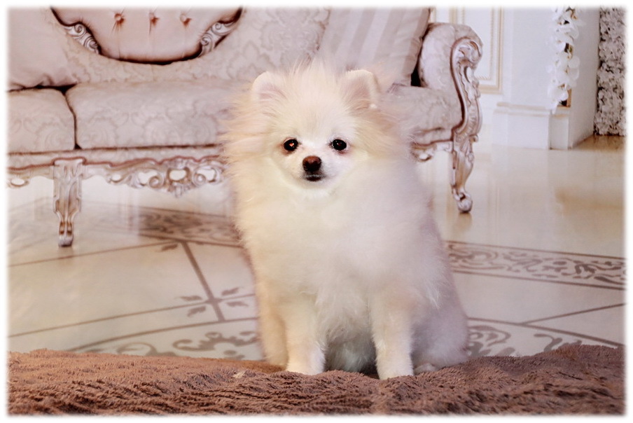 щенки померанского шпица