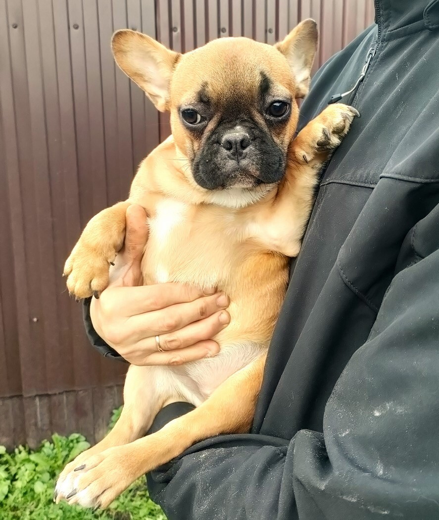 Девочки французкого бульдога