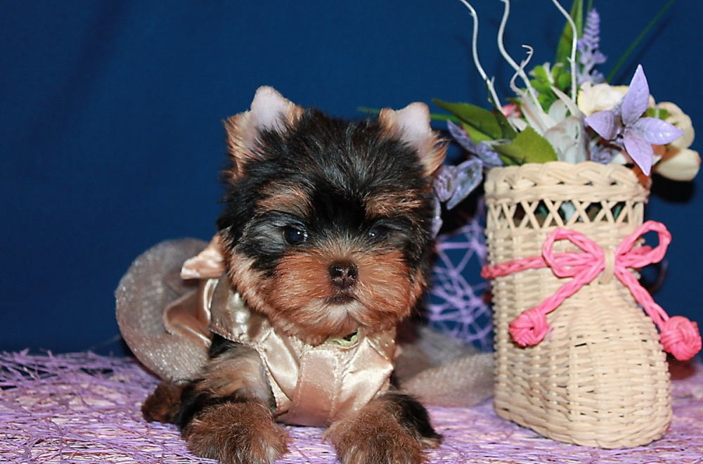 Щенки Йоркширского терьера.