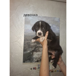 Продам щенки метисы коне корсо