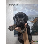 Продам щенки метисы коне корсо