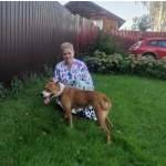 Ищет семью собака Хельга. В добрые руки.