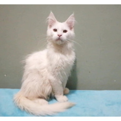 Кот мейн-кун белого окраса. 1 год.4 мес.