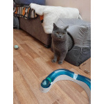 Кот Винтер ждет заботливых хозяев