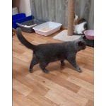 Кот Винтер ждет заботливых хозяев