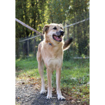 Чудесная Барабулька ищет дом и любящую семью!