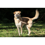 Чудесная Барабулька ищет дом и любящую семью!