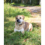 Чудесная Барабулька ищет дом и любящую семью!