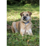 Чудесная Барабулька ищет дом и любящую семью!