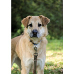 Чудесная Барабулька ищет дом и любящую семью!