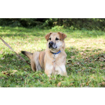 Чудесная Барабулька ищет дом и любящую семью!