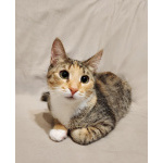 Котенок девочка трехцветная, 4 месяца, ищет дом.