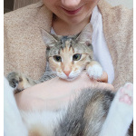 Котенок девочка трехцветная, 4 месяца, ищет дом.