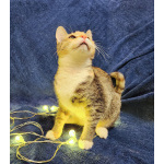 Котенок девочка трехцветная, 4 месяца, ищет дом.