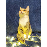 Котенок девочка трехцветная, 4 месяца, ищет дом.