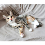 Котенок девочка трехцветная, 4 месяца, ищет дом.