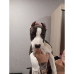 Продам Американских стаффордширских терьеров