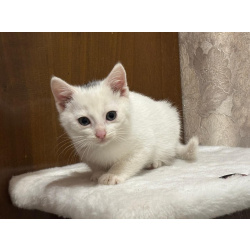 Белый малыш Юки. Котенок в добрые руки.