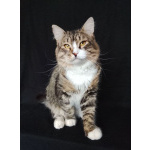 Котик Рафаэль ищет дом!