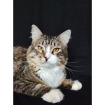 Котик Рафаэль ищет дом!
