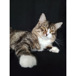 Котик Рафаэль ищет дом!
