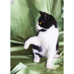 Котёнок Паня с круглой мордочкой в добрые руки