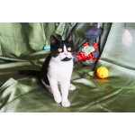 Котёнок Паня с круглой мордочкой в добрые руки