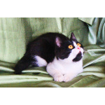 Котёнок Паня с круглой мордочкой в добрые руки